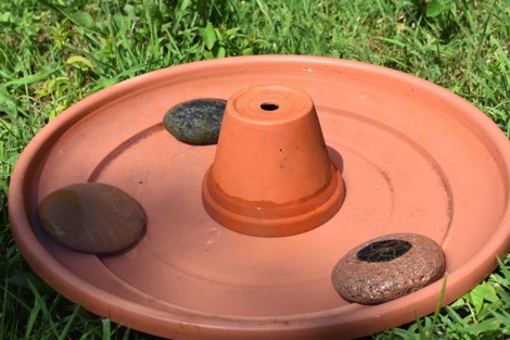 Saucer filled with water